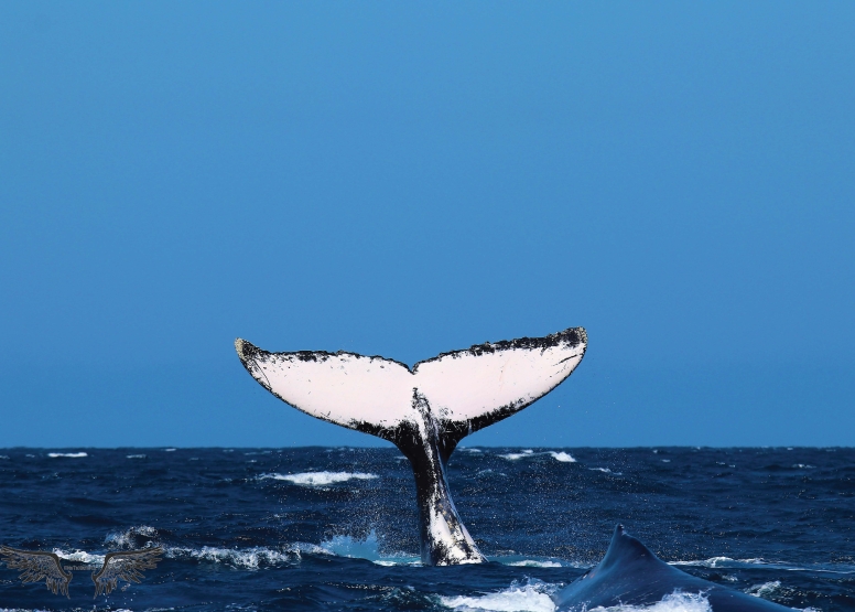 Whale & Dolphin Watching image 3