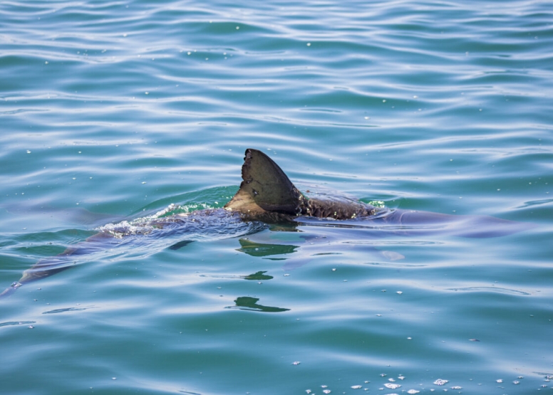 Gansbaai Shark Cage Diving Tour image 5