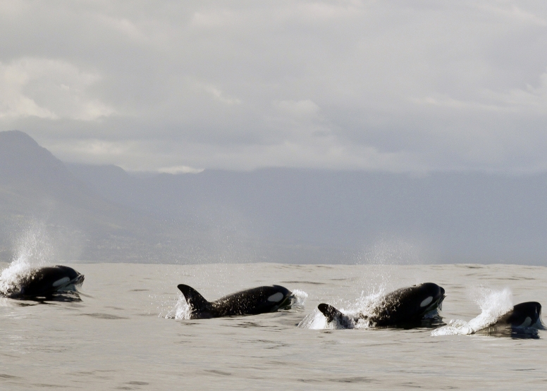 Cape Town Whale Watching Trip image 22