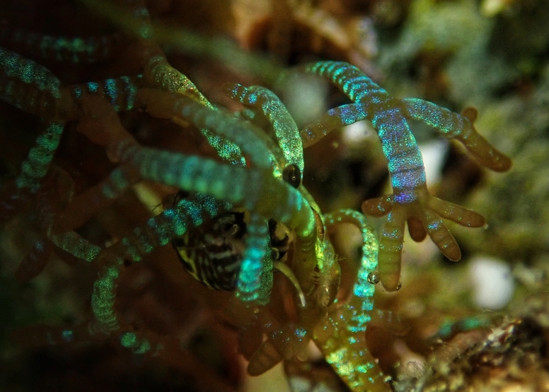 Snorkel Cape Town's Stunning Tidal Pools image 19