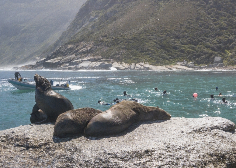 Swim with Seals image 6