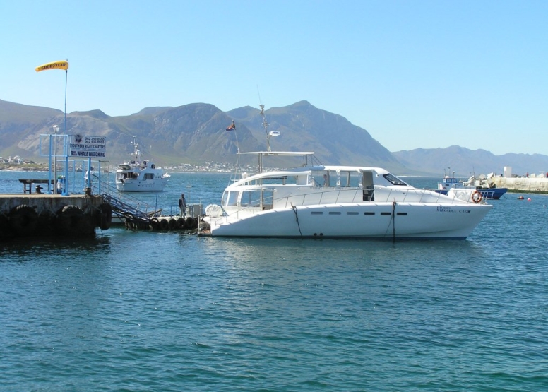 Hermanus Whale Watching with Southern Right Charters image 10