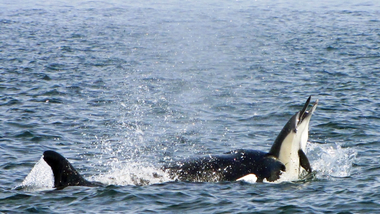 Cape Town Whale Watching Trip image 13