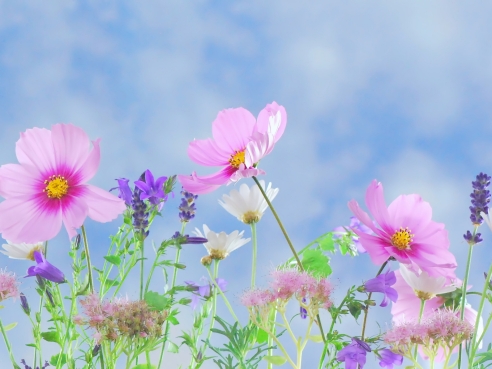 mothers day flowers