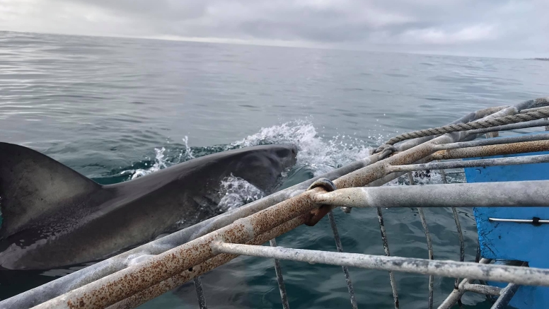 Shark Cage Diving Mossel Bay image 4