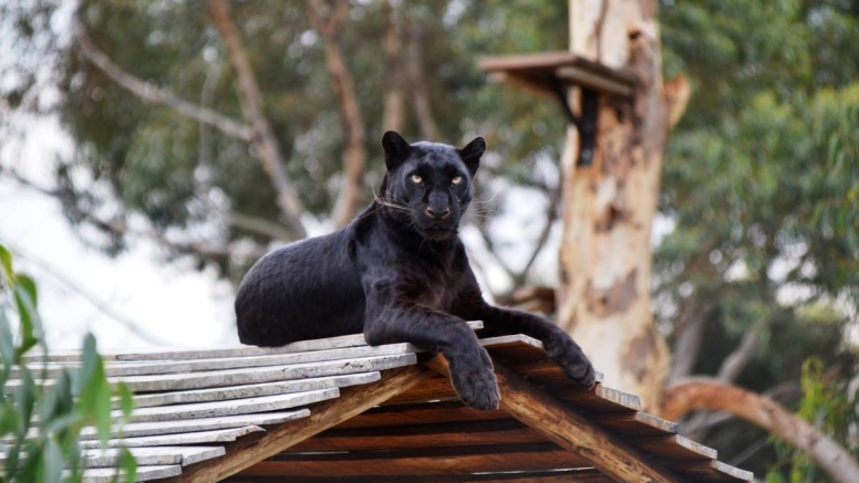 Family Combo Panthera Africa image 1