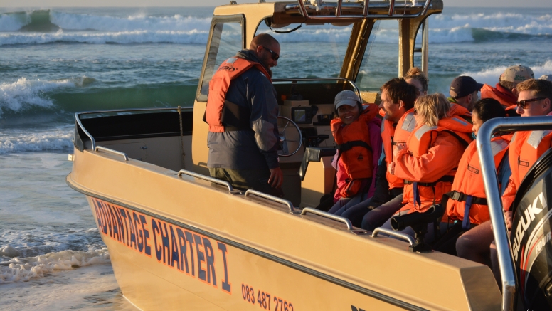 Whale & Dolphin Watching image 6