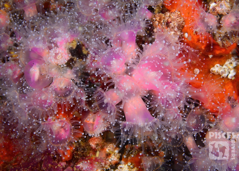 Guided Shore Dives Cape Town image 3