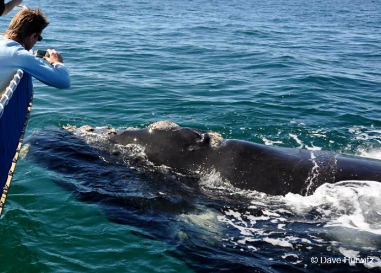 Cape Town Whale Watching Trip image 5