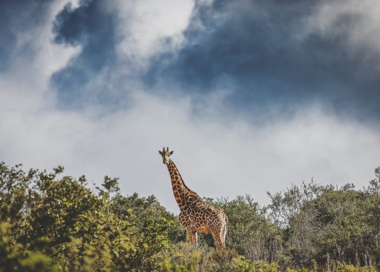 Giraffe Walk image 7