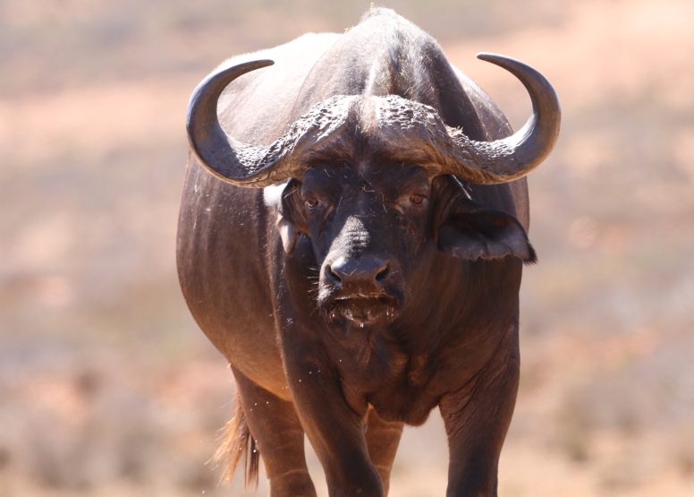 GAME DRIVE SUNRISE / SUNDOWNER image 5