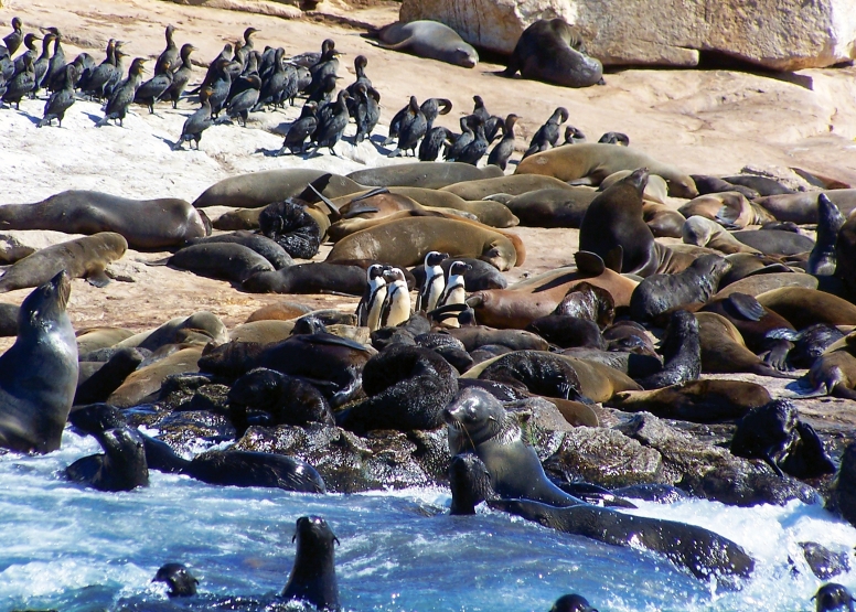 Seal Island Cruise image 1