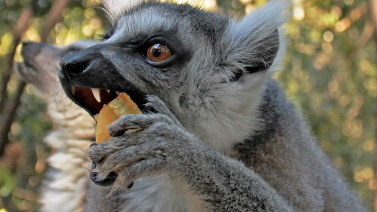 The Hidden Forest Wildlife Sanctuary image 6