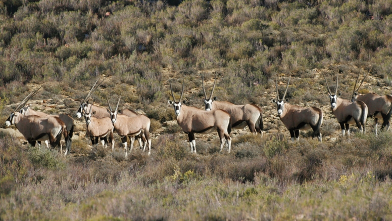 Horseback Safari (Including Transfer) image 3