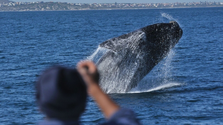 Whale Route Tour image 2