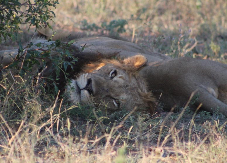 Exclusive Kruger National Park Full Day Safari with Brunch image 18