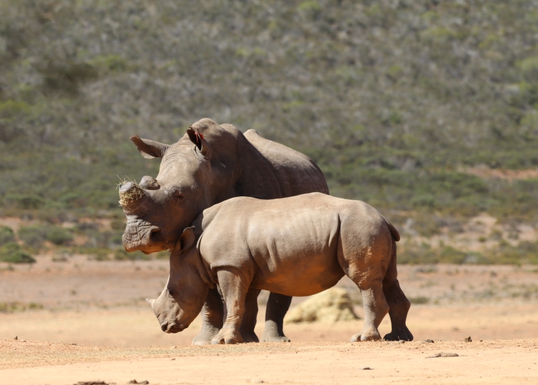 GAME DRIVE SUNRISE / SUNDOWNER image 6