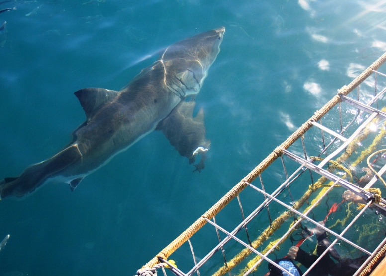 Shark Cage Diving in Gansbaai (White Shark Projects) image 2