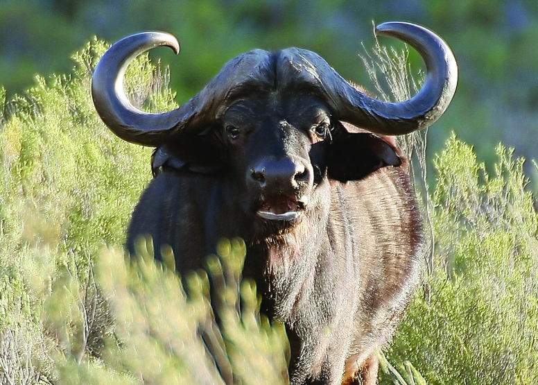 Early Morning Safari image 3