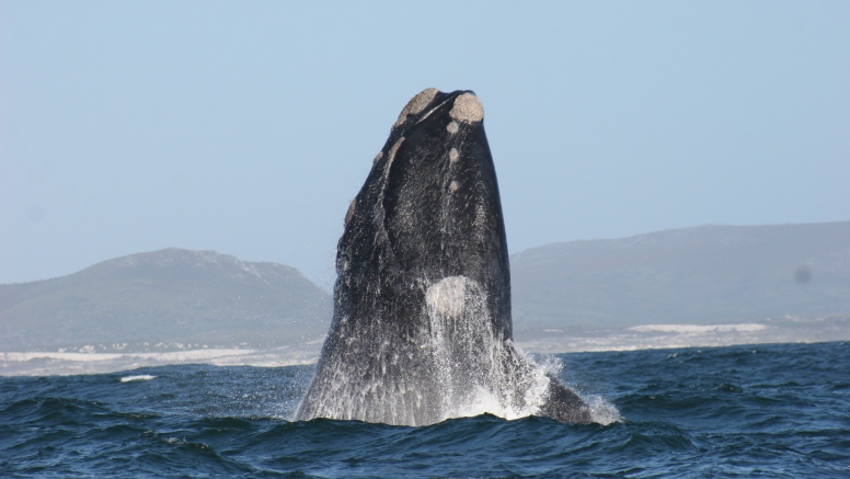 Marine Big 5 Tour Gansbaai with return transfer from Hermanus image 2