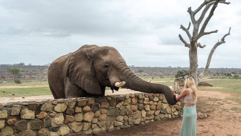 Elephant Moments at Jabulani Safari image 8