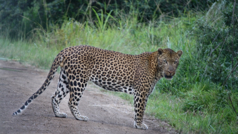 Half Day Hluhluwe-Imfolozi Safari image 5