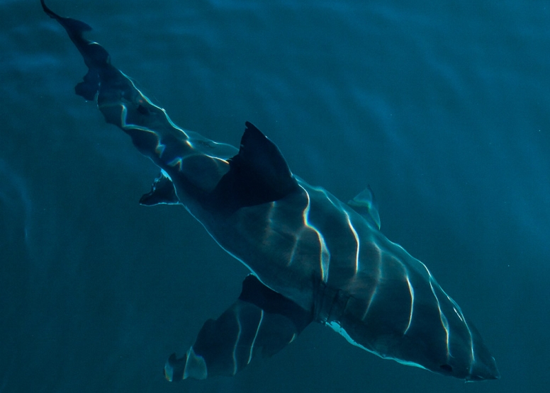 Shark Cage Diving in Gansbaai image 1