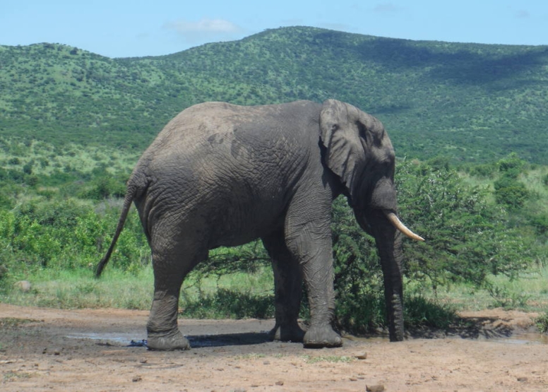 Big 5 Safari Hluhluwe-iMfolozi Park Private Tour Full Day image 5