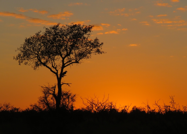 10 hr Kruger Game Drive image 3