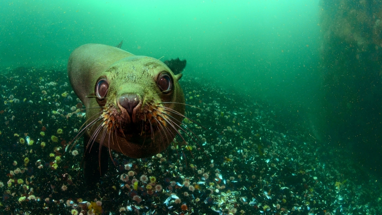Seal and Kelp Forest Scuba Dive Package Cape Town image 2