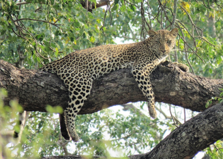 6 hr Kruger Game Drive image 1