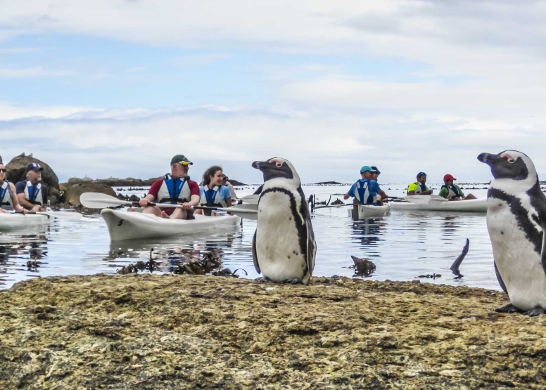 Penguin Kayak Trip image 1