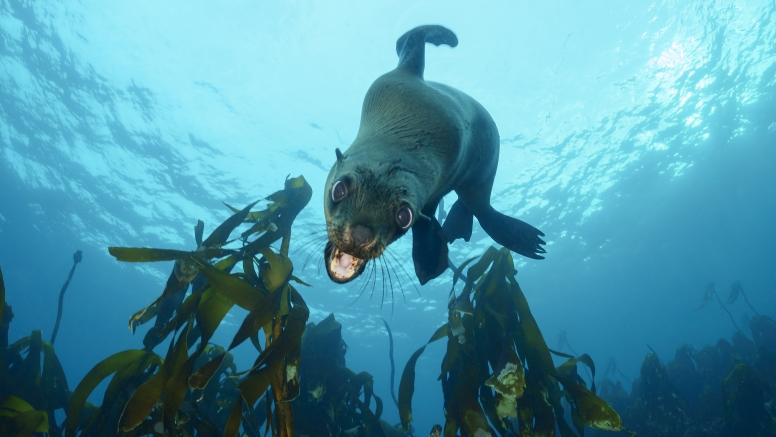 Seal and Kelp Forest Scuba Dive Package Cape Town image 6