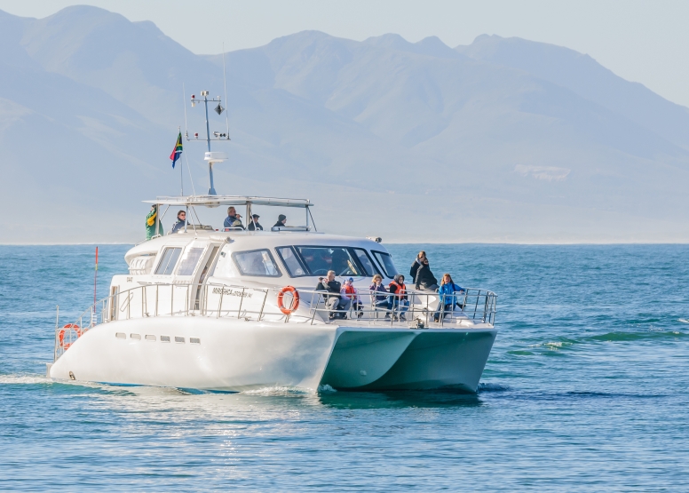 Hermanus Whale Watching with Southern Right Charters image 8