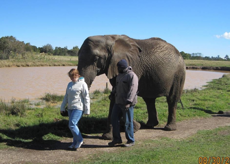 Trunk-in-Hand Elephant Tour image 4