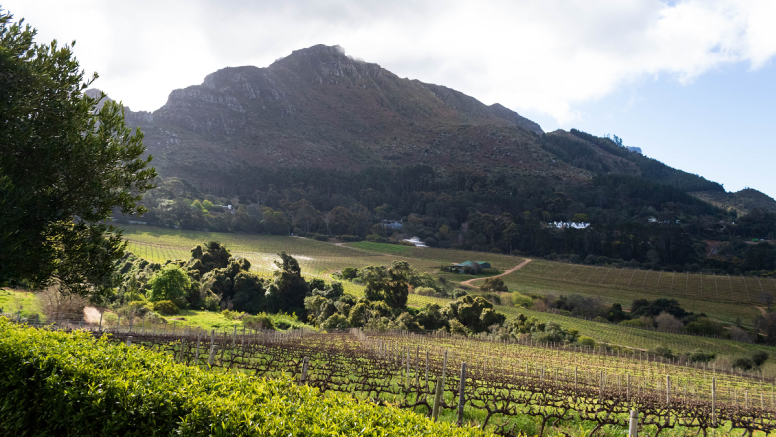 Full Day City & Winelands image 6