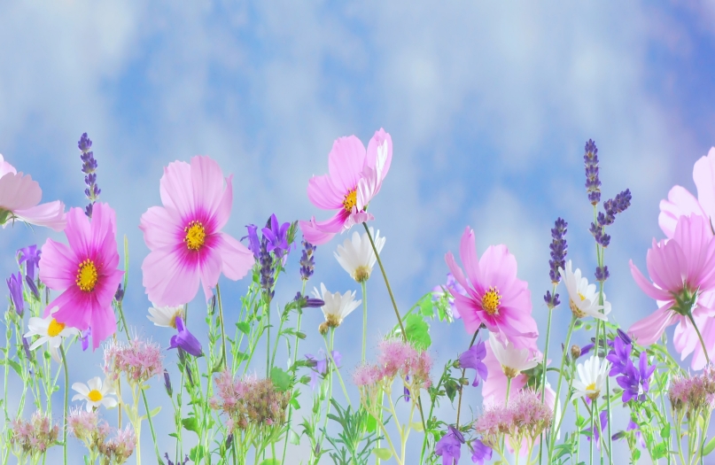 mothers day flowers