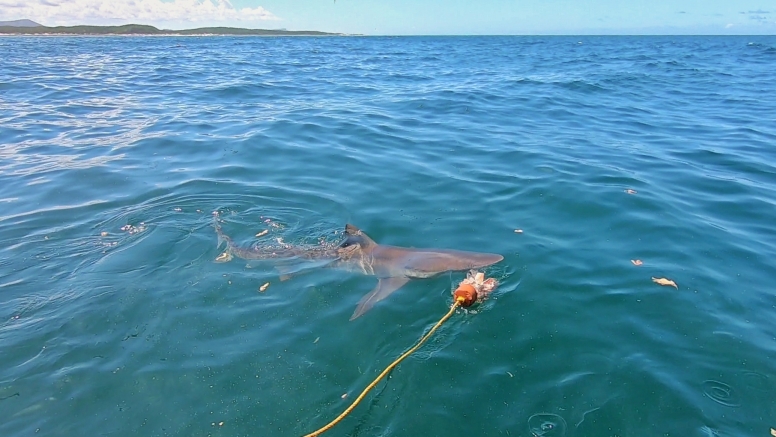 Gansbaai Shark Cage Diving Tour image 14