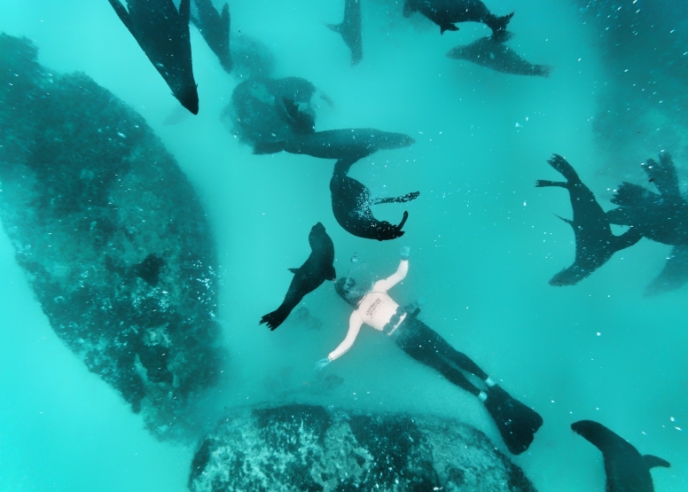 Swim with Seals image 2
