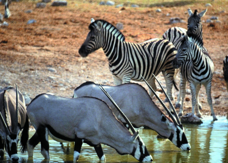 Early Morning Safari image 8