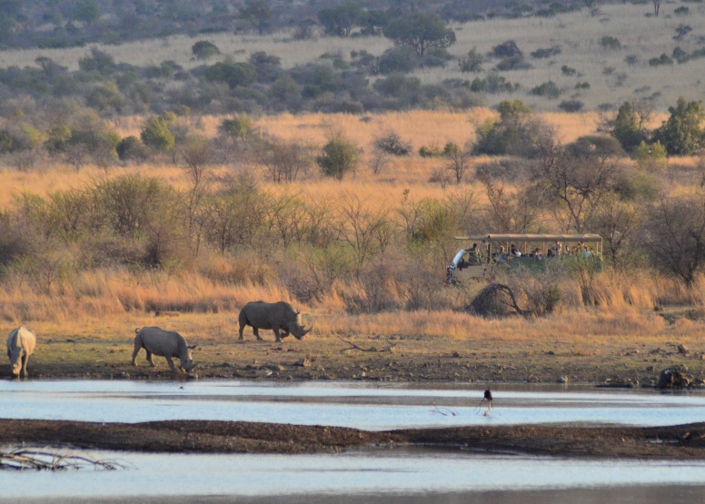 Game Drive SCHEDULED Bakubung Gate image 6