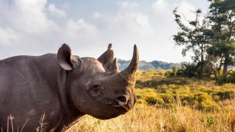 2 Parks in a Day (Hluhluwe-Imfolozi Park & iSimangaliso Wetland Park) image 2