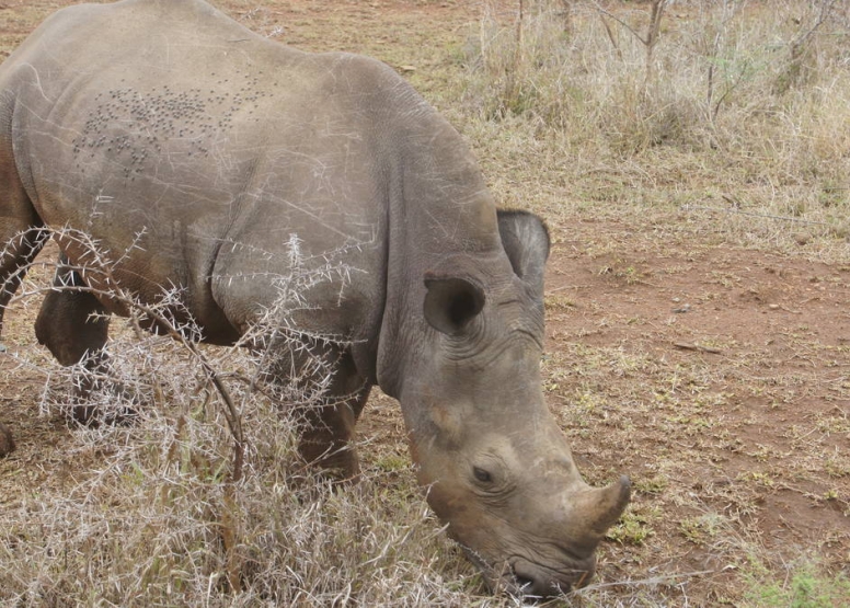 Little Bush Baby’s Big 5 Safari Adventure - full day image 3