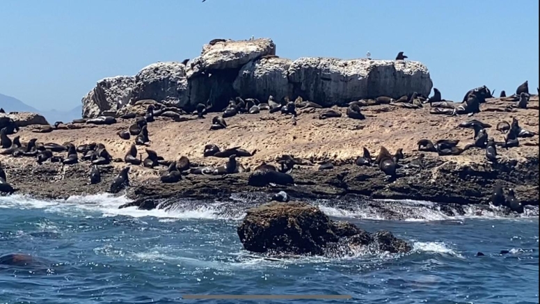 Seal Island Family Boat Trip image 1