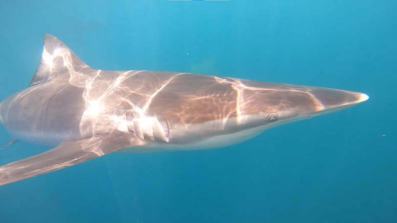 Shark Cage Diving in Gansbaai with White Shark Diving Company image 4