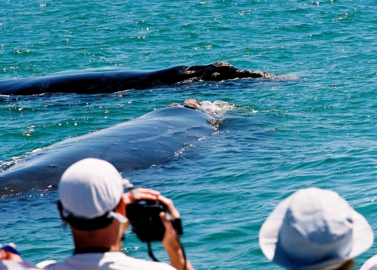 Hermanus Whale Watching with Southern Right Charters image 1