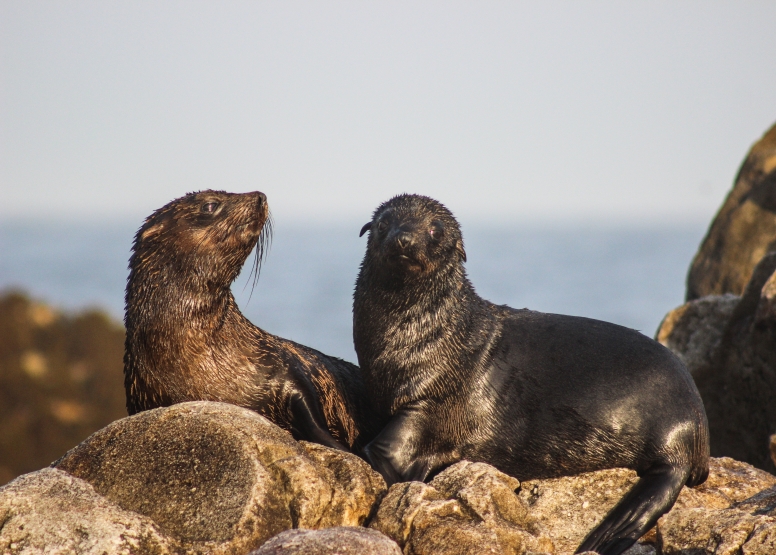 Marine Big 5 Tour Gansbaai image 8