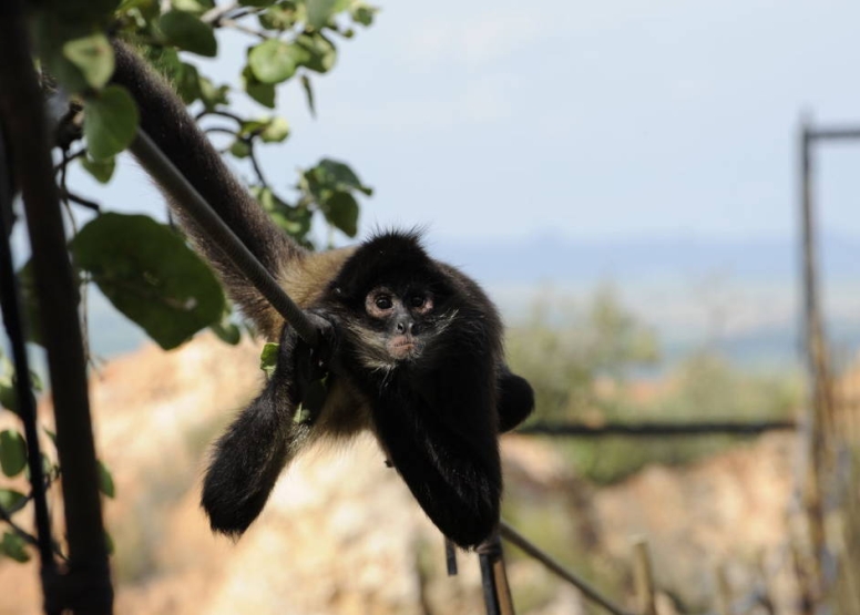 Harties Monkey Sanctuary Feeding Tour image 3