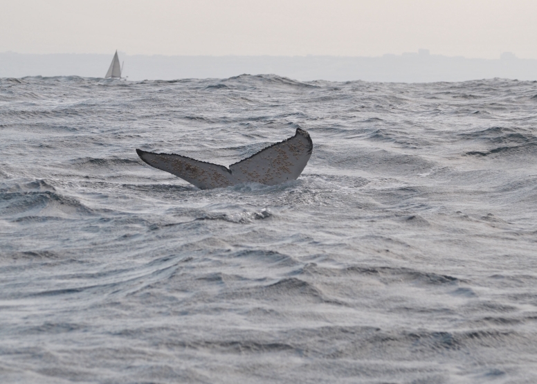 Durban Whale and Dolphin Watching image 4 Durban Whale and Dolphin Watching image 4