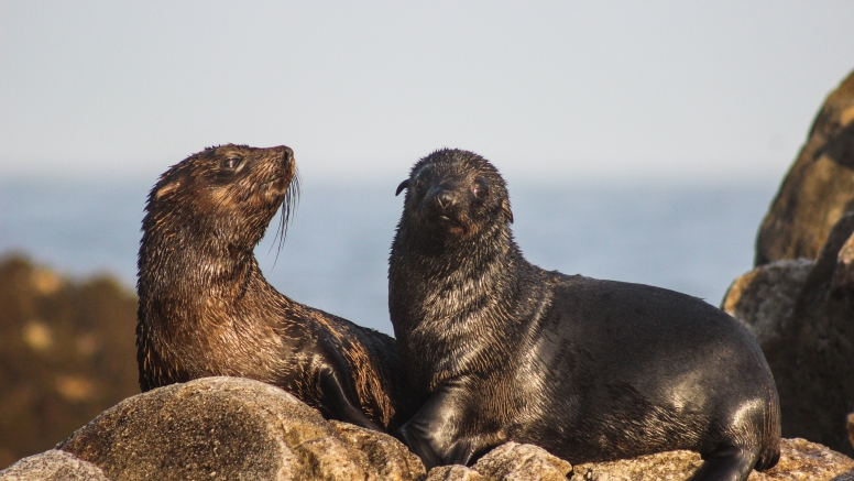 Marine Big 5 Tour Gansbaai image 8